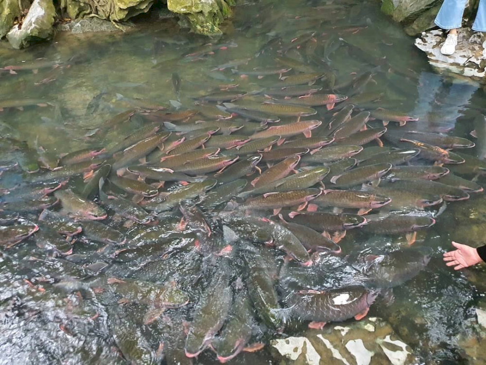 Cá ở đây rất dạn người